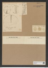 Aulacodiscus scaber Ralfs (de-Toni-Nr.: Genus 182, Species 4516) Zeichnungen Sammlung Grunow Nr. 8104 (NHMW-BOT-W0377444)